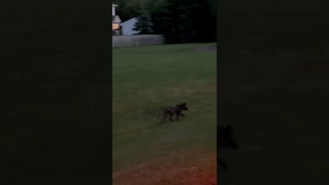 Skinny Silver fox at a park