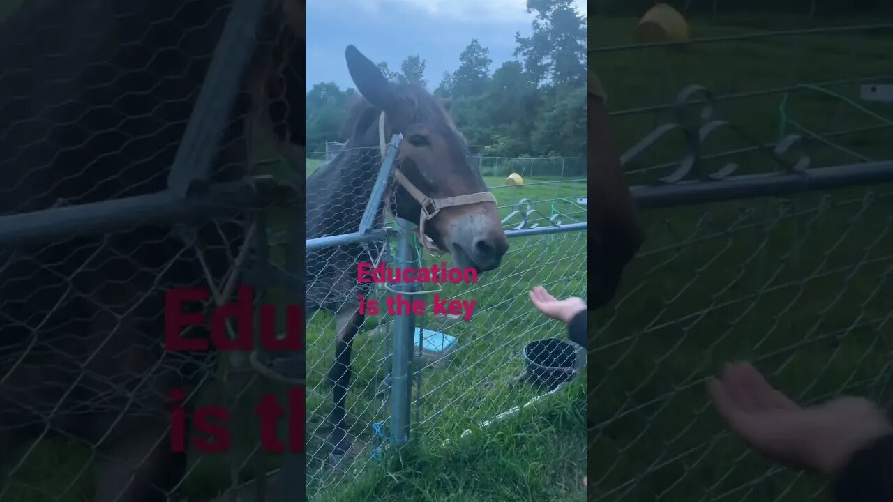 #animals #homesteading #mules #education