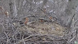 Hays Eagles nest has a Tufted Titmouse visit 2022 02 10 10:43:20