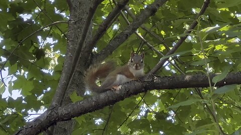 Red Tailed Squirrel conversation