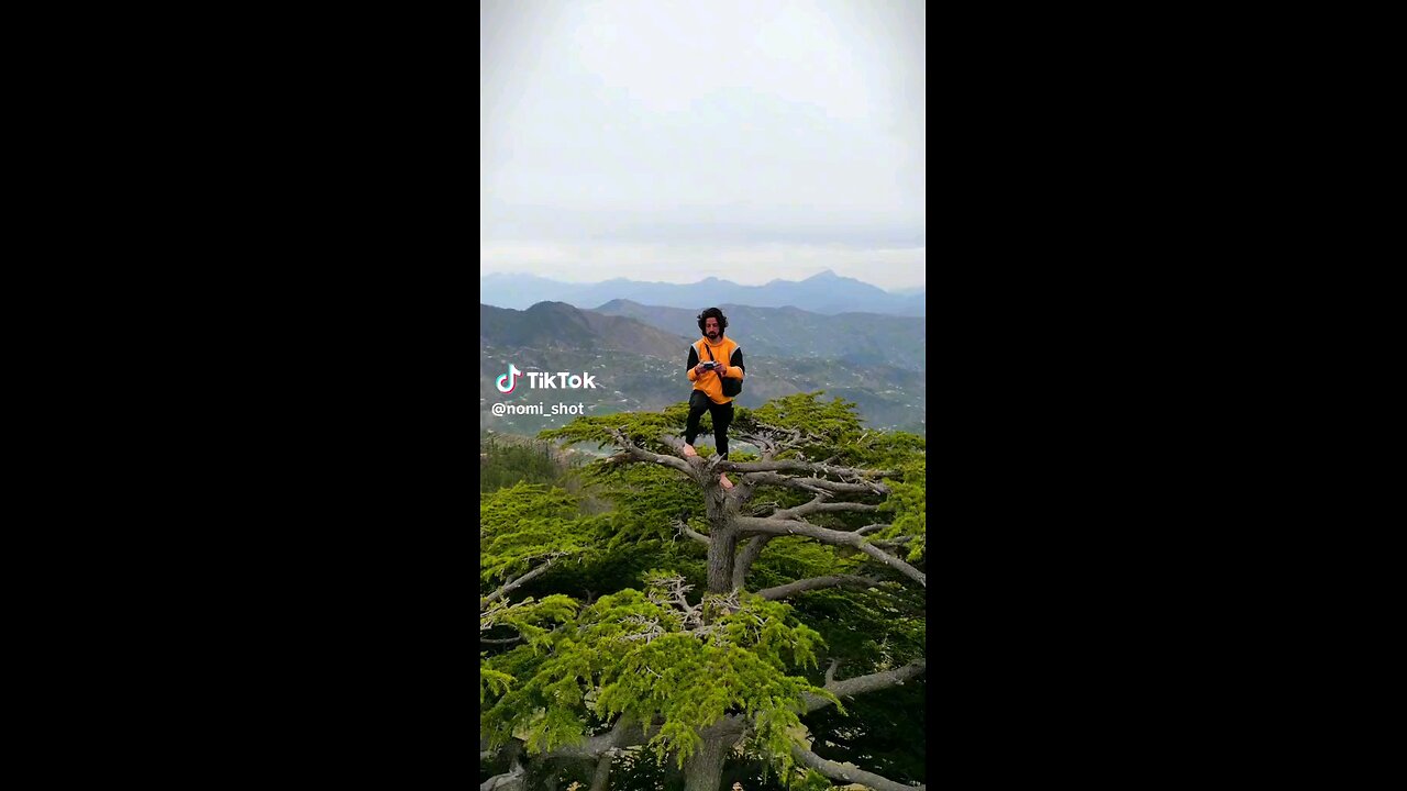 long tree and beautiful scenery