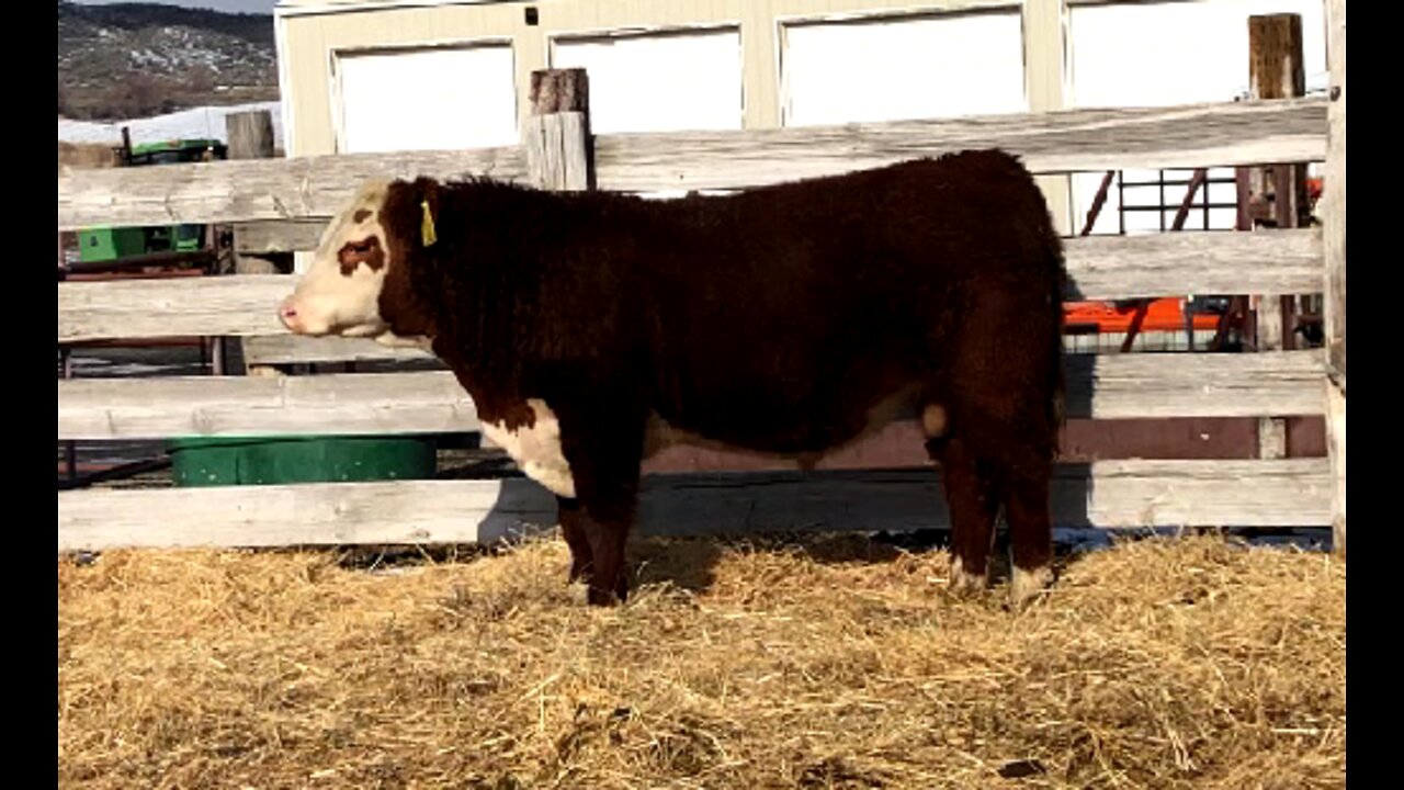 Eagle Canyon Herefords 2022