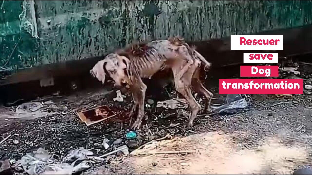 A scrawny stray dog, Found by rescuers, Amazing Transformation