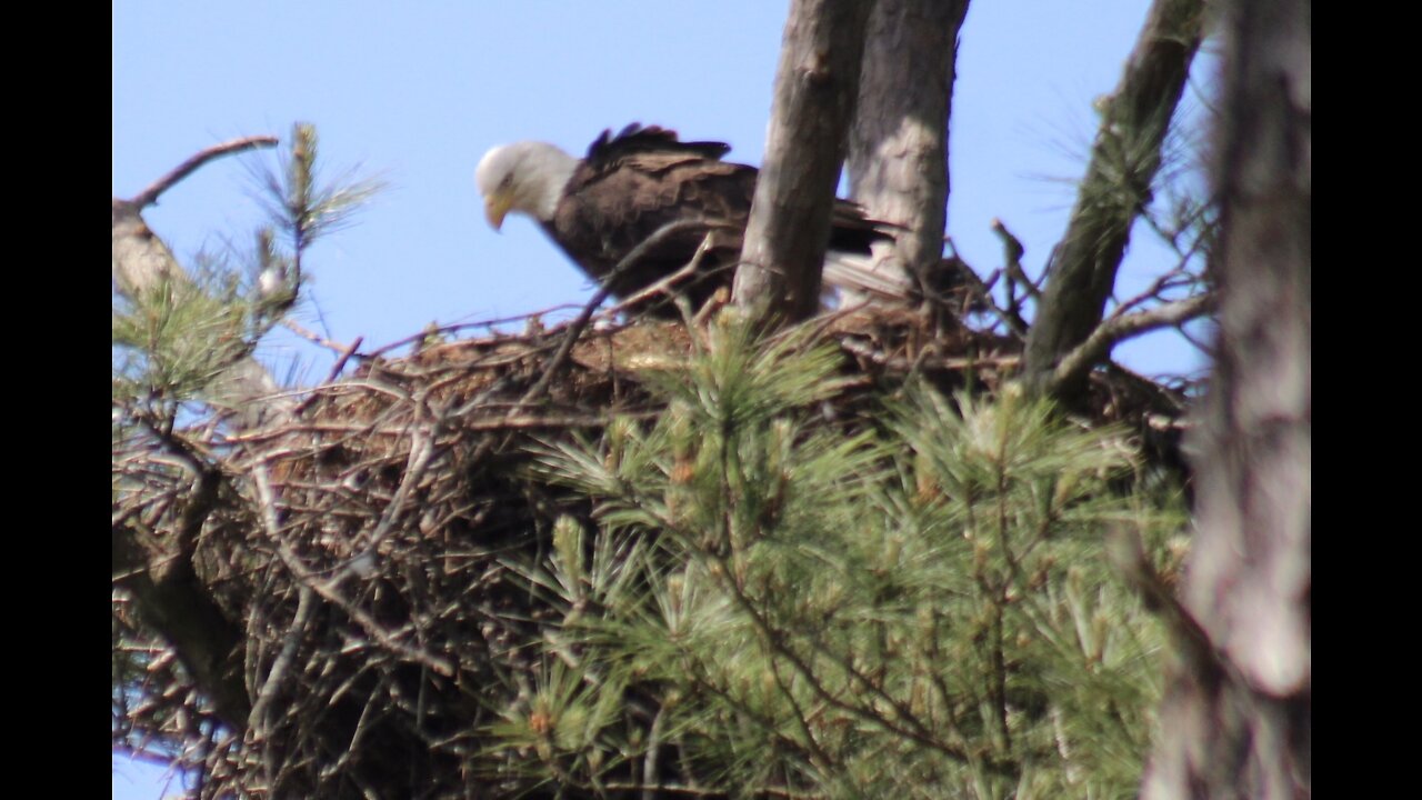 Bald Eagle on the nest with 2 healthy chicks
