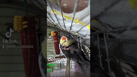 meet the #cockatiels #tiktok #tiktoktrend