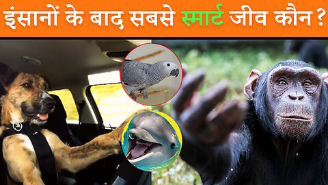 Insaano Ke Baad Kon Sabse Smart Jeev Hoga? || Who Is The Smartest Animal After Human? #hindifactbook