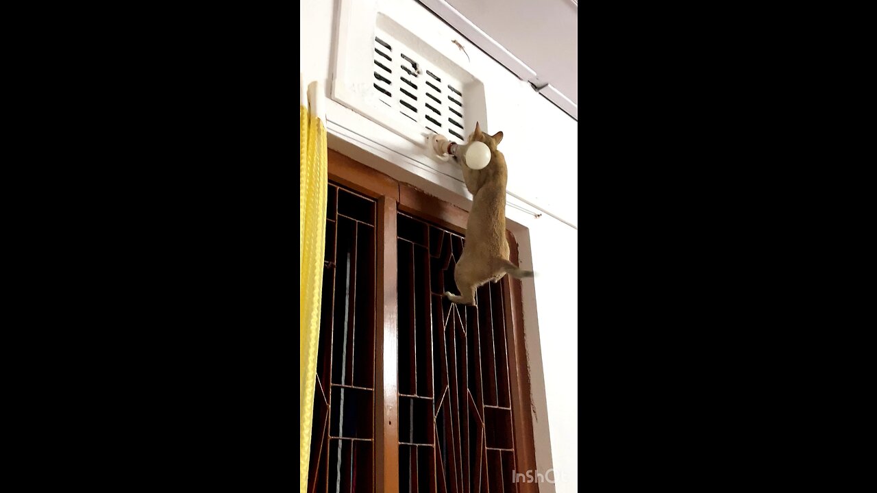 Funny cat spider cat 😂😂😂