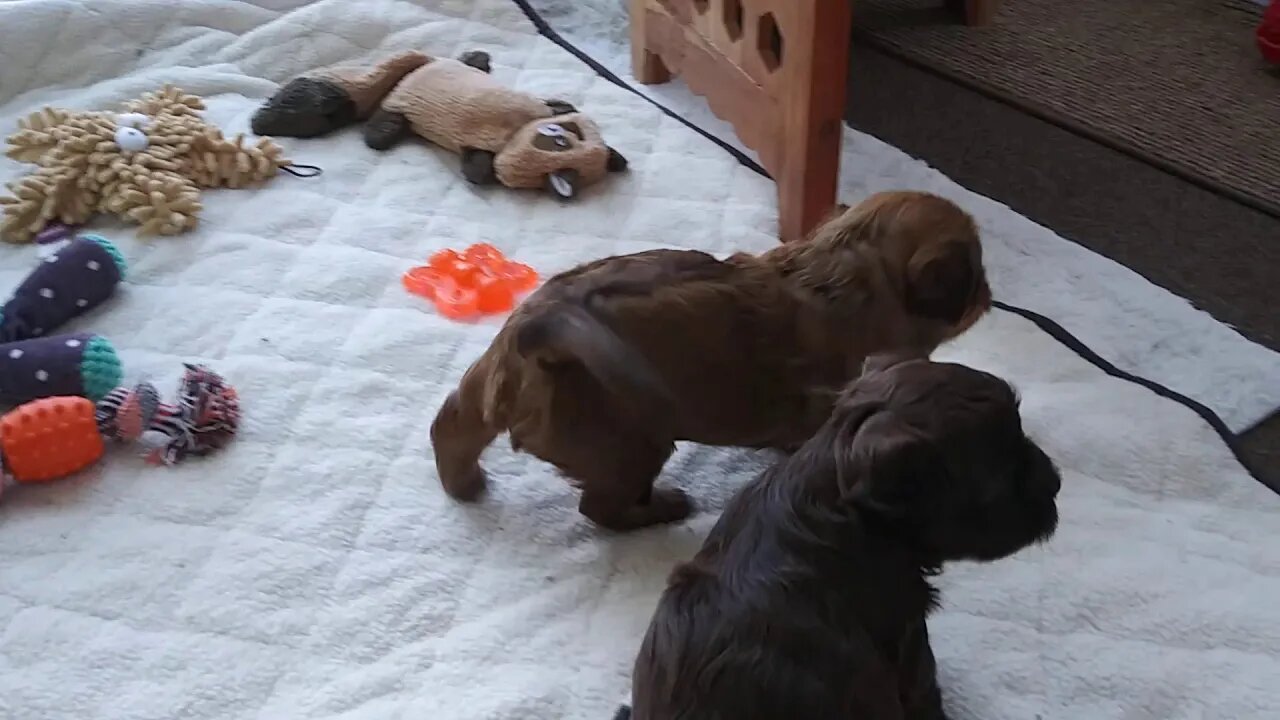 C Litter 8/20 3.5 weeks old(1)