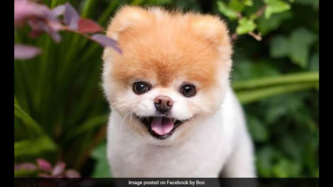 Cutest dog in the world