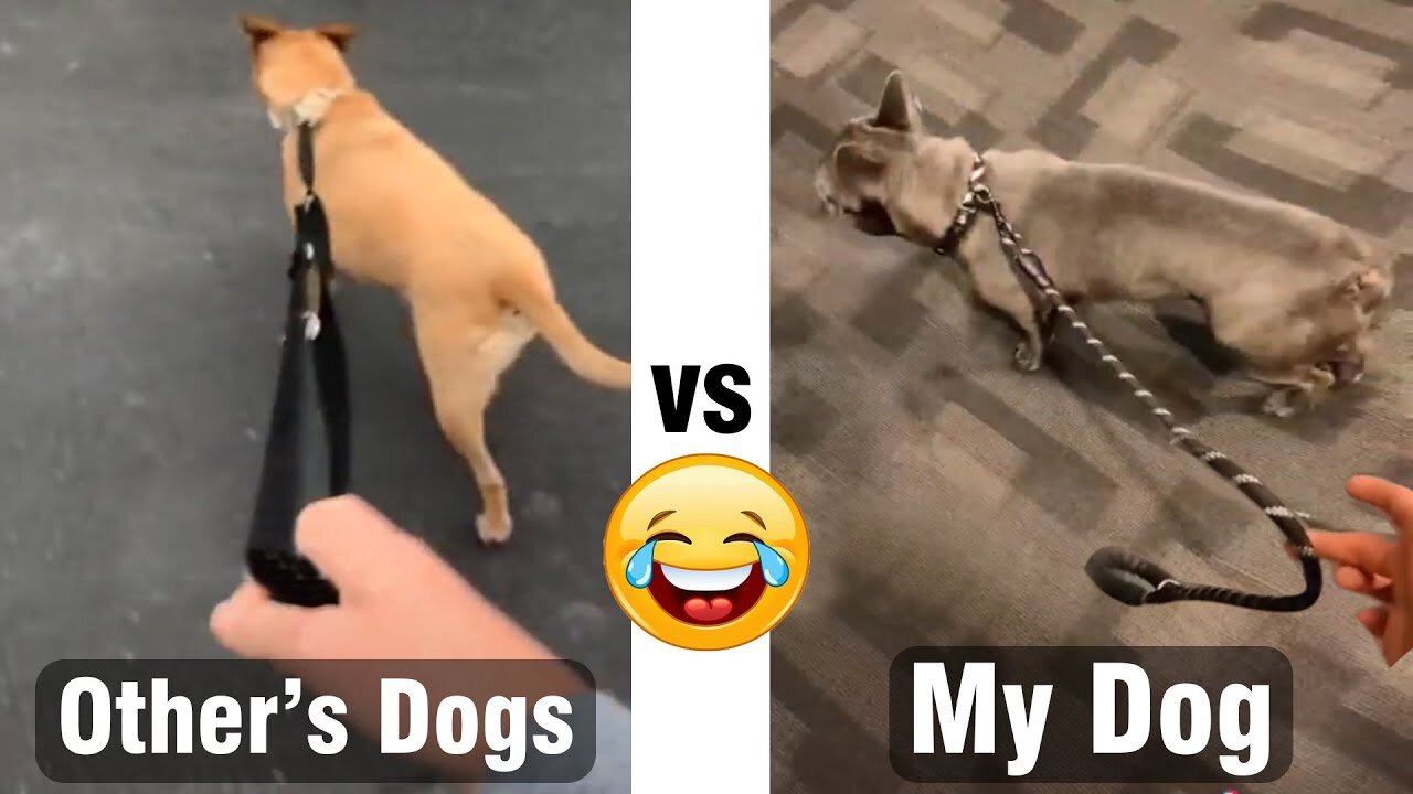 Other Dog VS My Dog | Dog comedy video