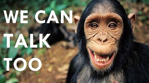 9 Animals Who Can Understand Human Language)