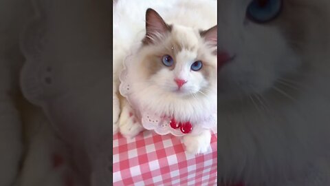 Aww cute cat videos funny Vol5❤️ Cat Cash Compilation chines💚 Tiktok Cat Meow #cat #shorts