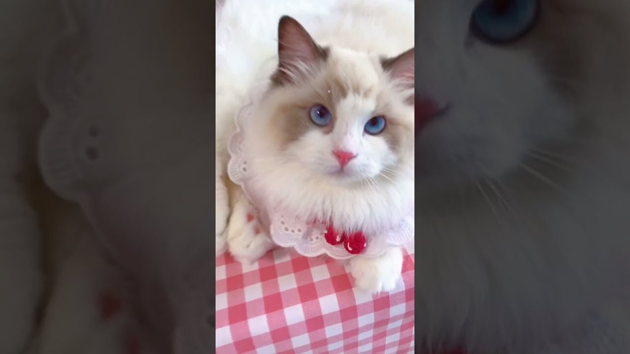 Aww cute cat videos funny Vol5❤️ Cat Cash Compilation chines💚 Tiktok Cat Meow #cat #shorts