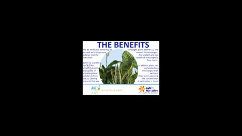 Benefits of air plants