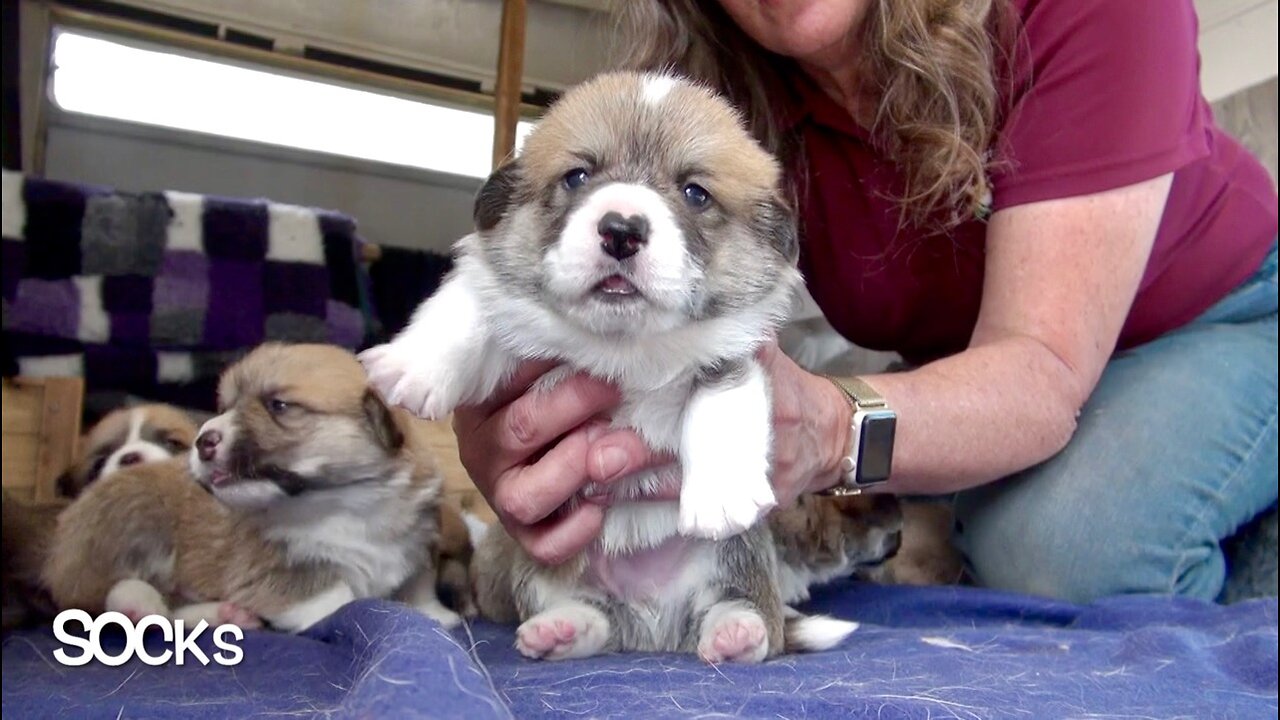 Willow's Litter 18 Days Old