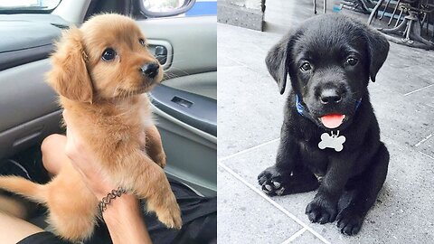 Cute Puppies Doing Funny Things 2021-2023