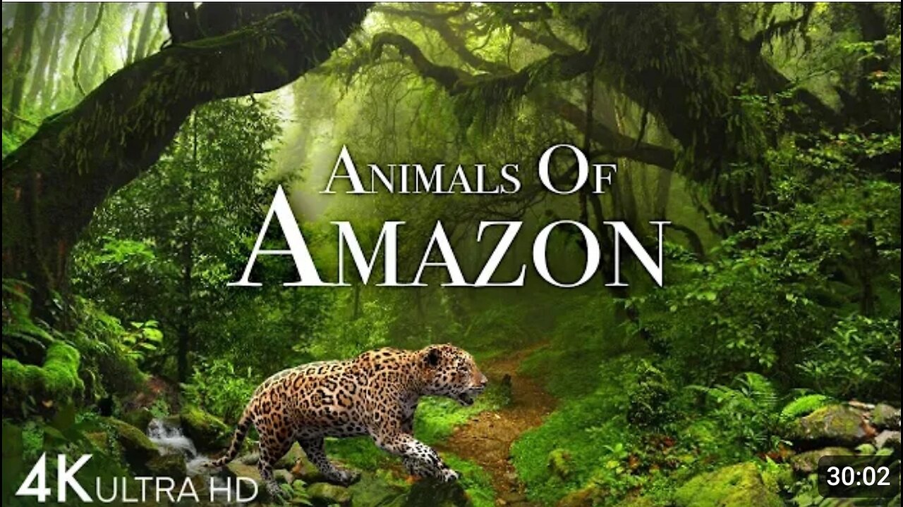 Animal's of Amazon 4k-Animal's That coll The Jangle Home Amazom video