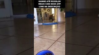 a maneira infalivel de chamar seu cachorro