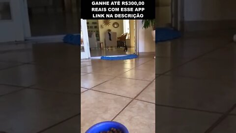 a maneira infalivel de chamar seu cachorro