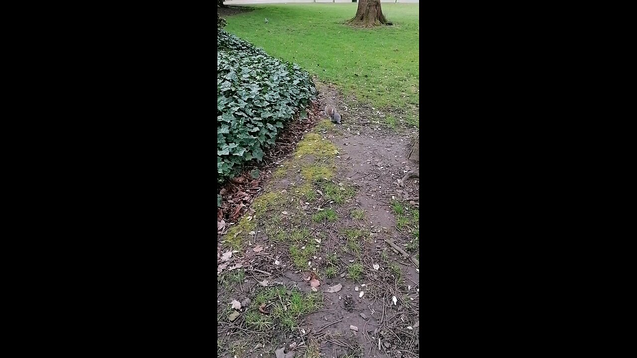 Squirrel gets nut
