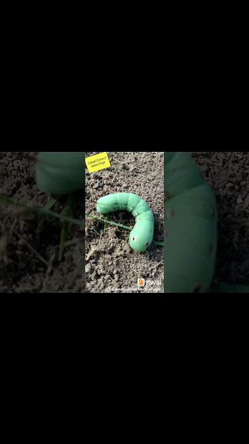 Limpando o Canteiro das Hortaliças olha o que encontrei