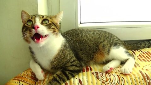 Too Hot for the Little Cat