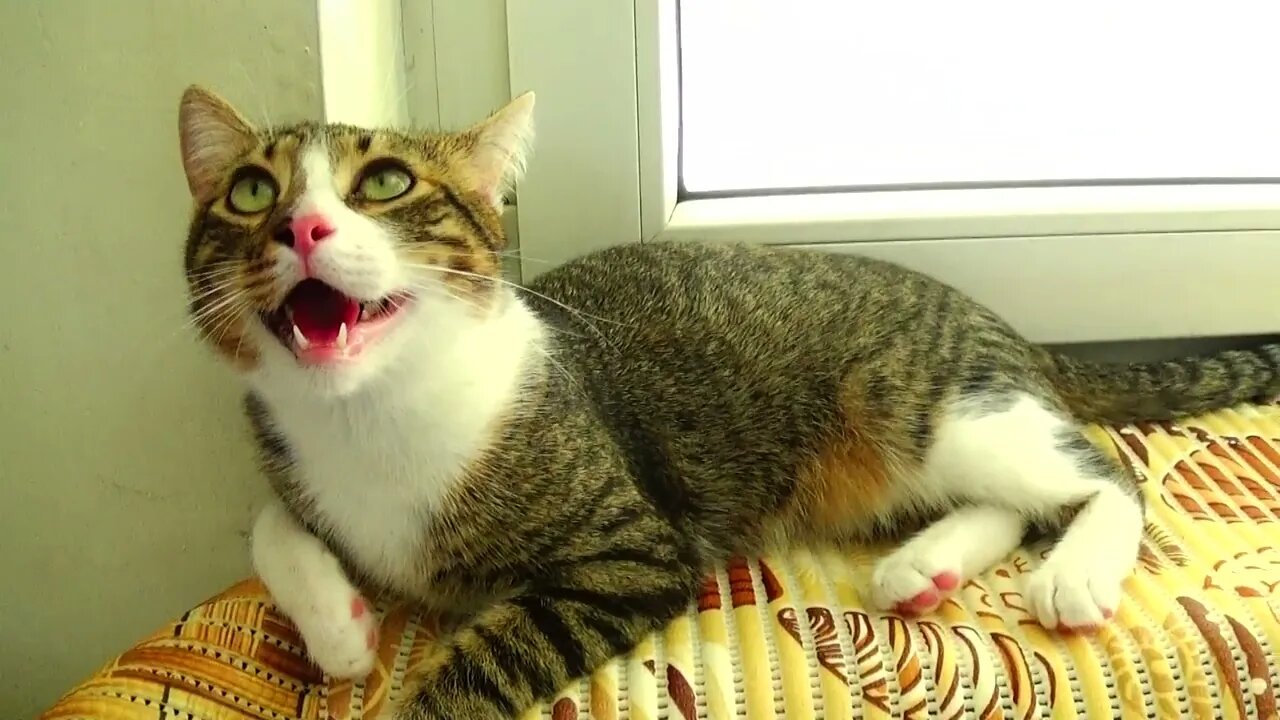 Too Hot for the Little Cat