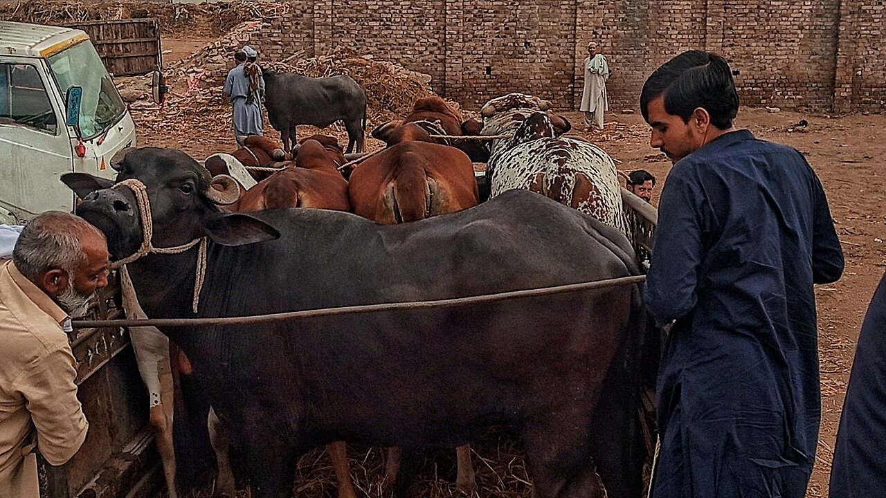 Asian 😲 Cattle Market at Pakistan | Heroic - Big_Bulls - Cow - Horses & More 🥵