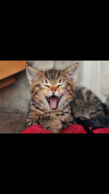 Most Funniest Animals - Best Cats😹 & Dogs🐶 Videos of 2023 Compilation! #24