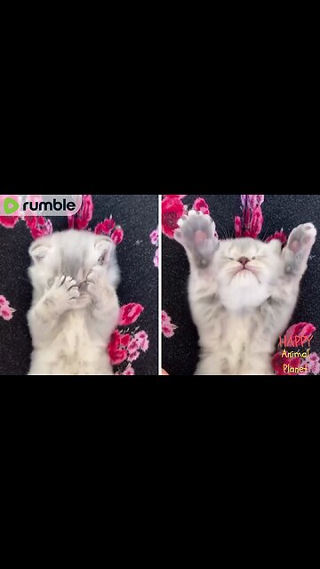 Funny and Cute Cat | Adorable kitten 💕