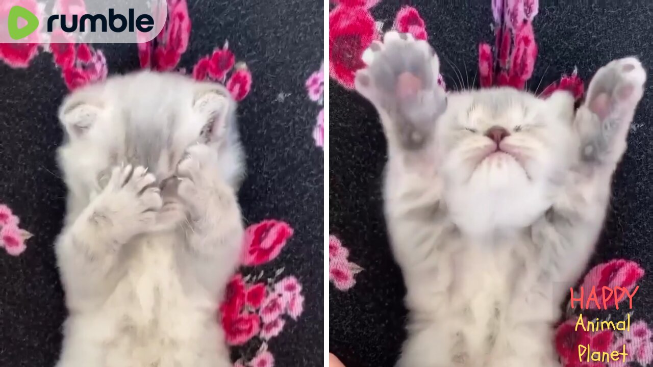 Funny and Cute Cat | Adorable kitten 💕