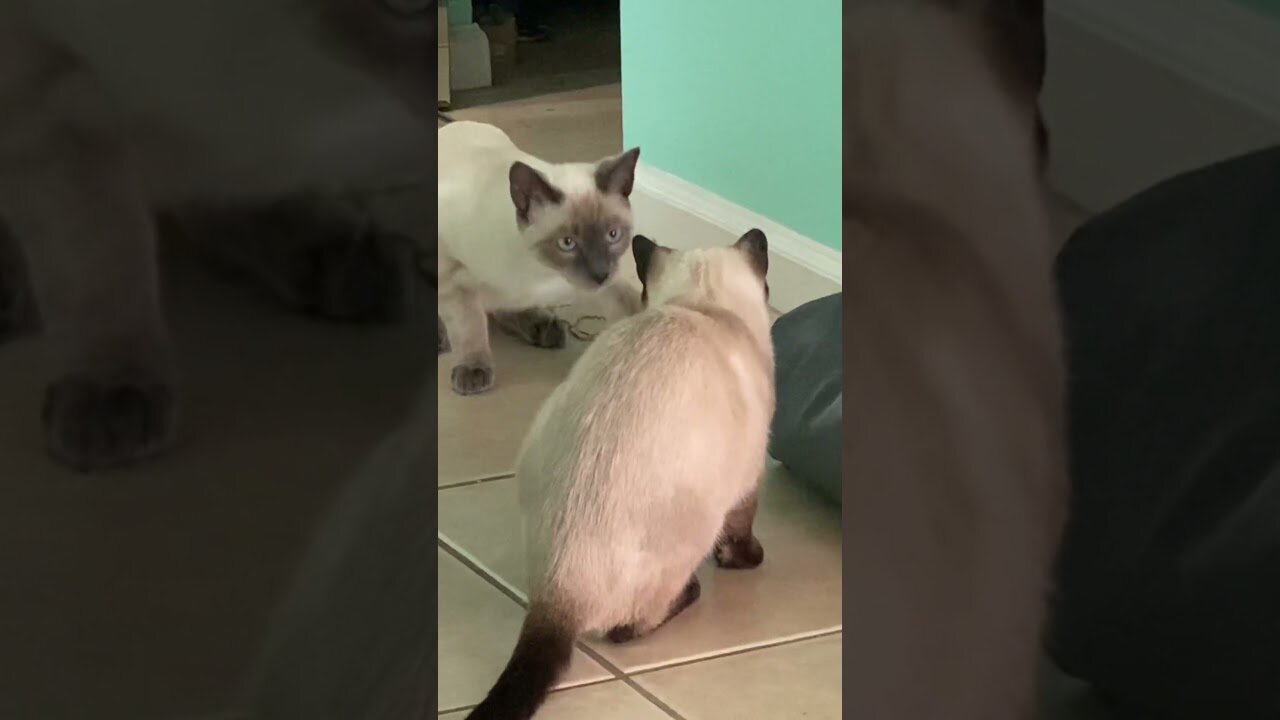 The unexpected fear Siamese cats.