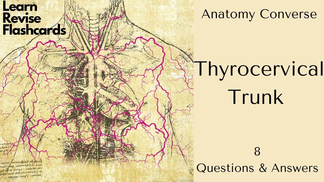 Thyrocervical Trunk Anatomy Flashcards | 8 Questions and Answers