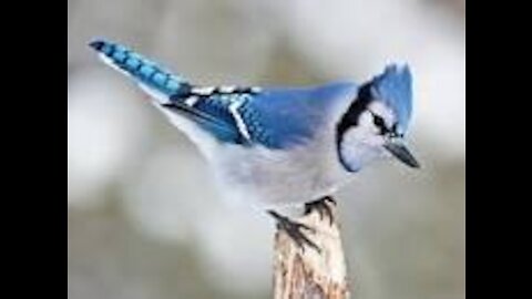 Mr. Blue Jay