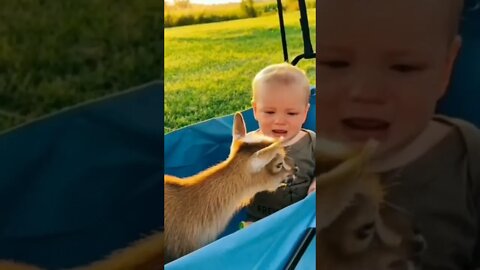 Funny animal.and baby#shorts