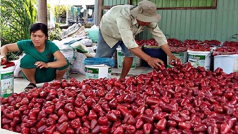 Technology for Asian Bell Fruit Agriculture: Rose Apple Farming and Harvesting