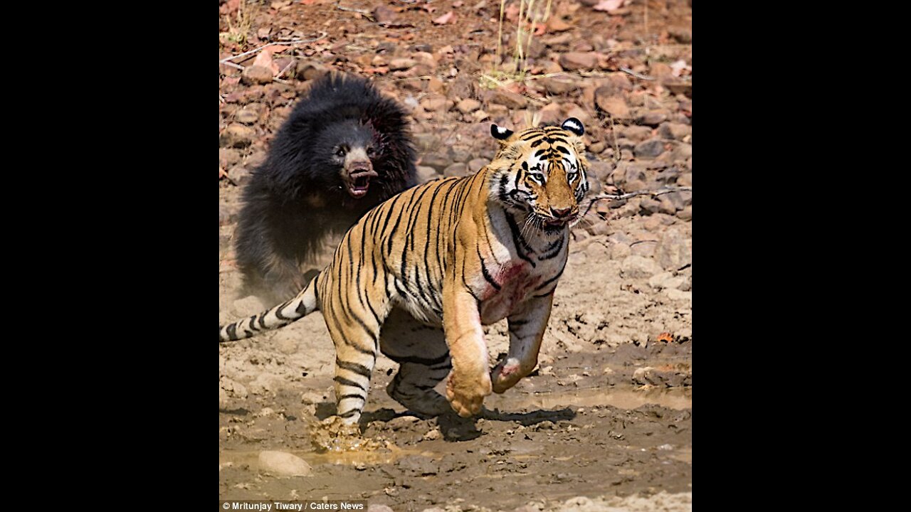 Tiger vs Bear , omg , Who will win?