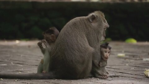 love of a mother monkey to her child