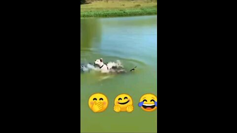 Funny dog 🐕 get scared 😱