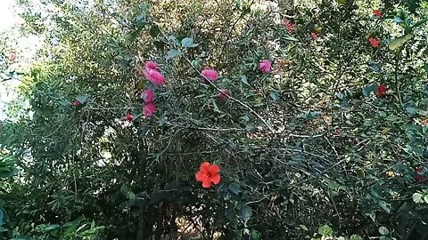 Callistemon Perth Pink, update 8th October 2021