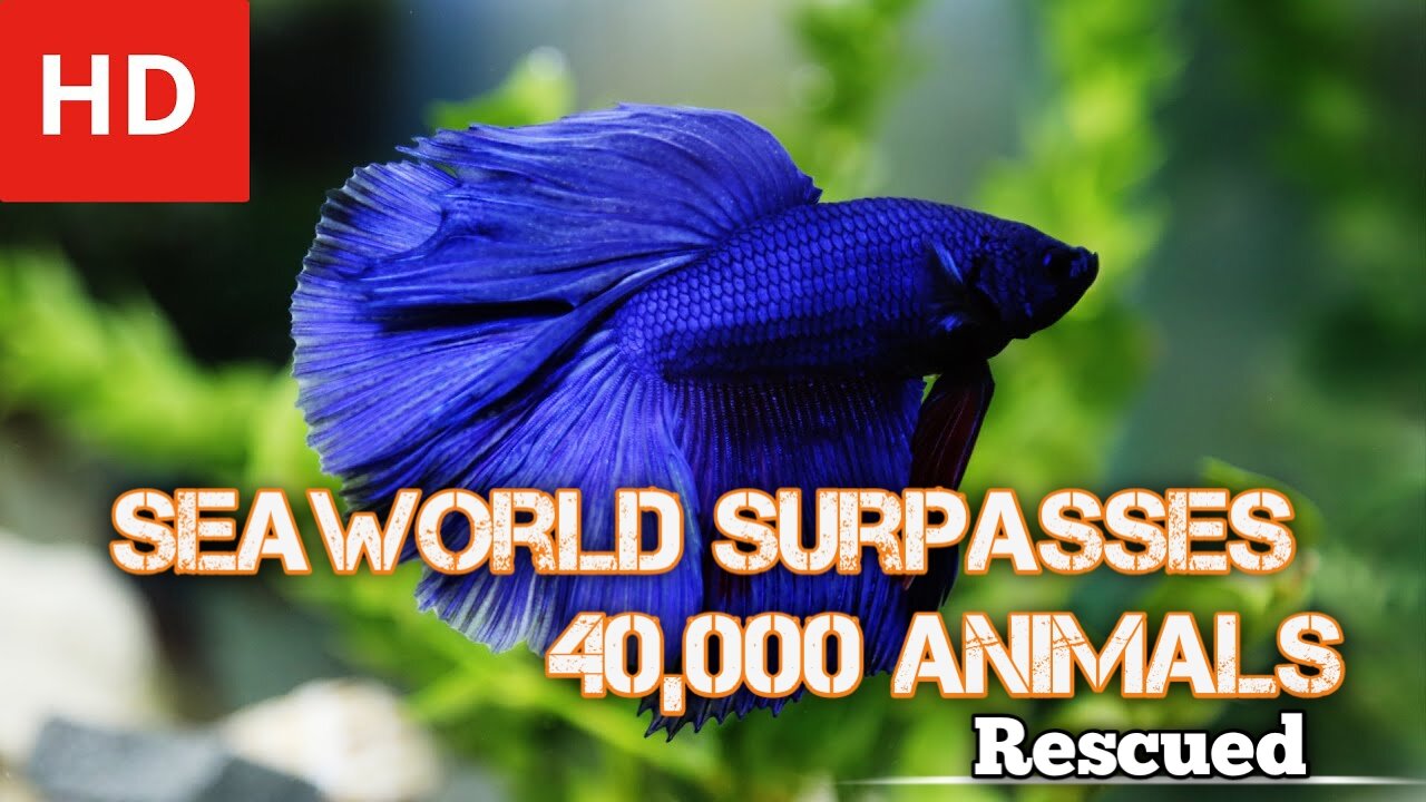 SeaWorld Surpasses 40,000 Animals Rescued