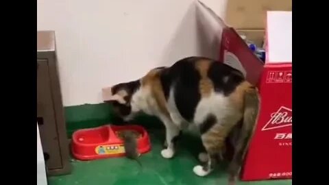 Tom and Jerry are actually friends