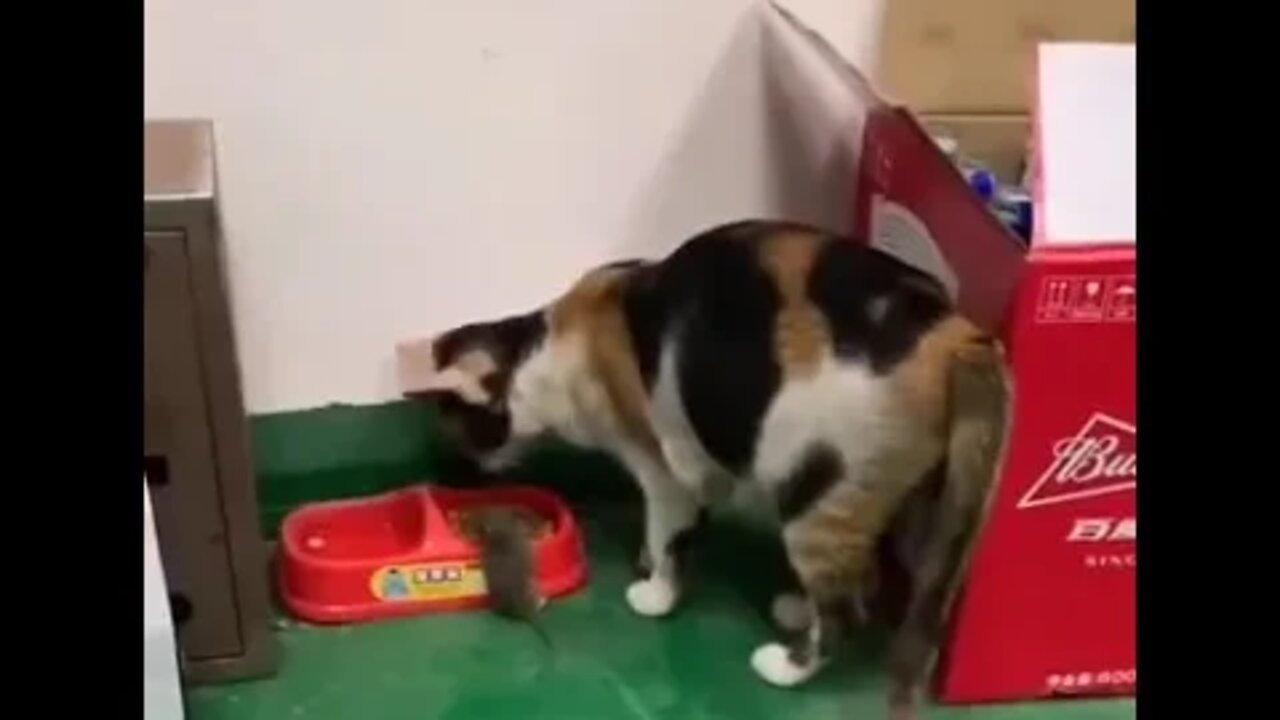 Tom and Jerry are actually friends