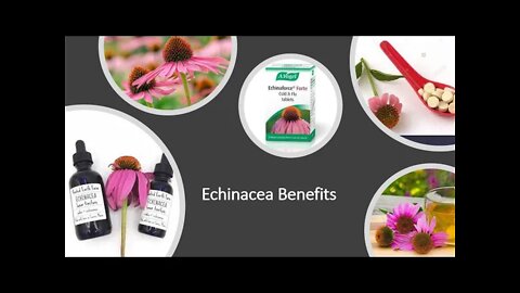 Echinacea Benefits