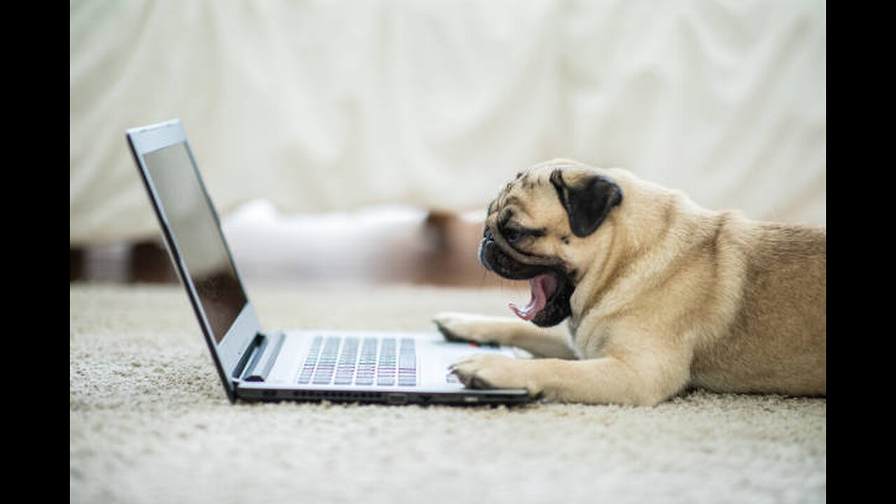 Funny Dog Reaction! _ Funny Animal Videos _ Funny Reaction Videos