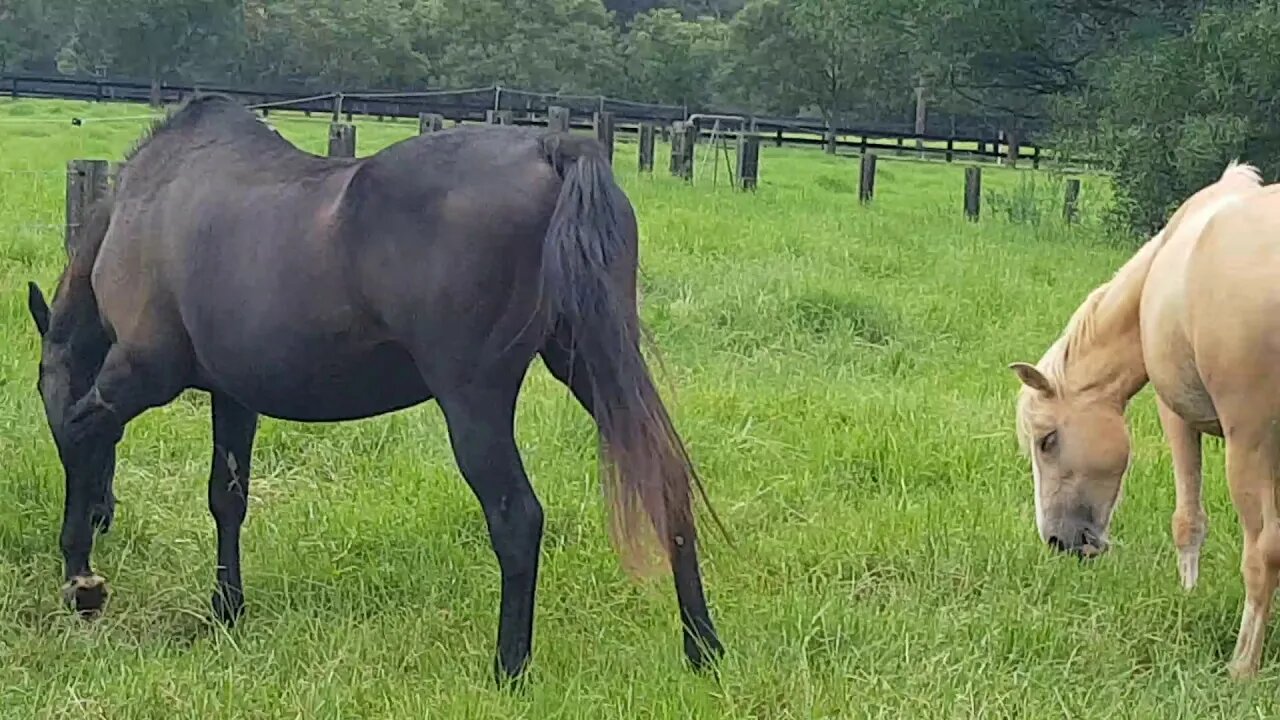 Horses spook at kangaroo