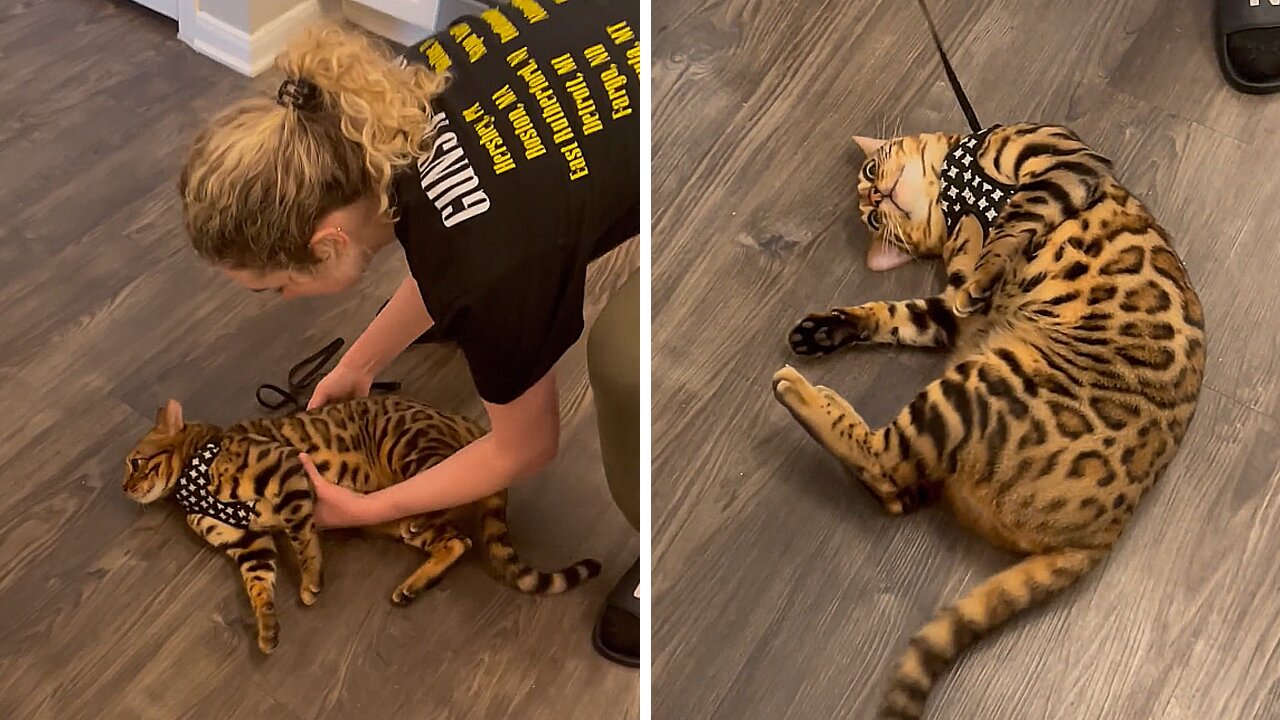 Cat Forgets How To Walk When Harness Is Put On