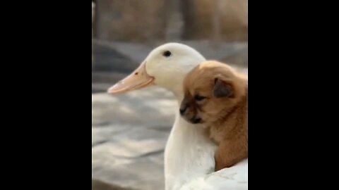 Friendly duck & baby dog