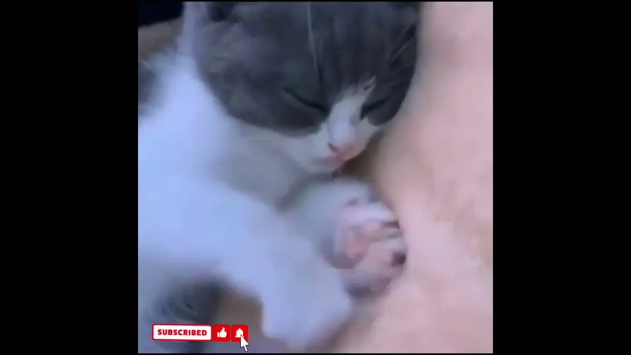 cute cat videos 😹 funny videos 😂1605