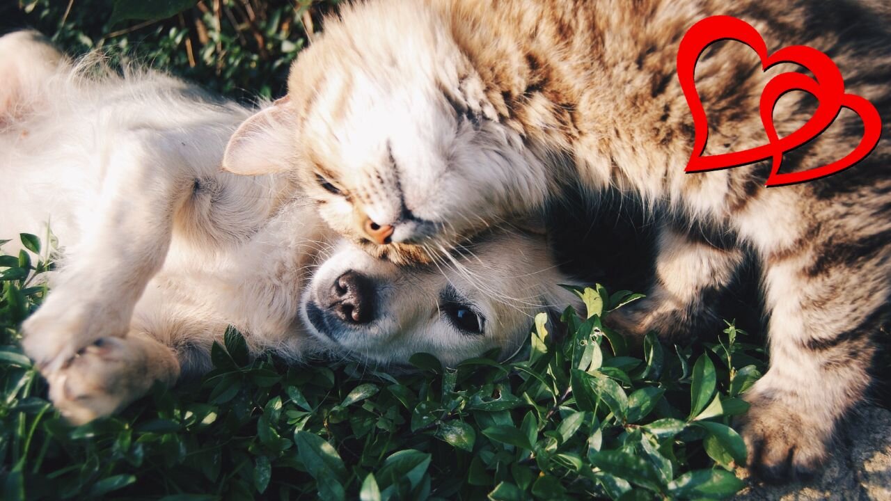 Cat & Dog Priceless Friendship ❤️❤️❤️-Pets Class Part 73